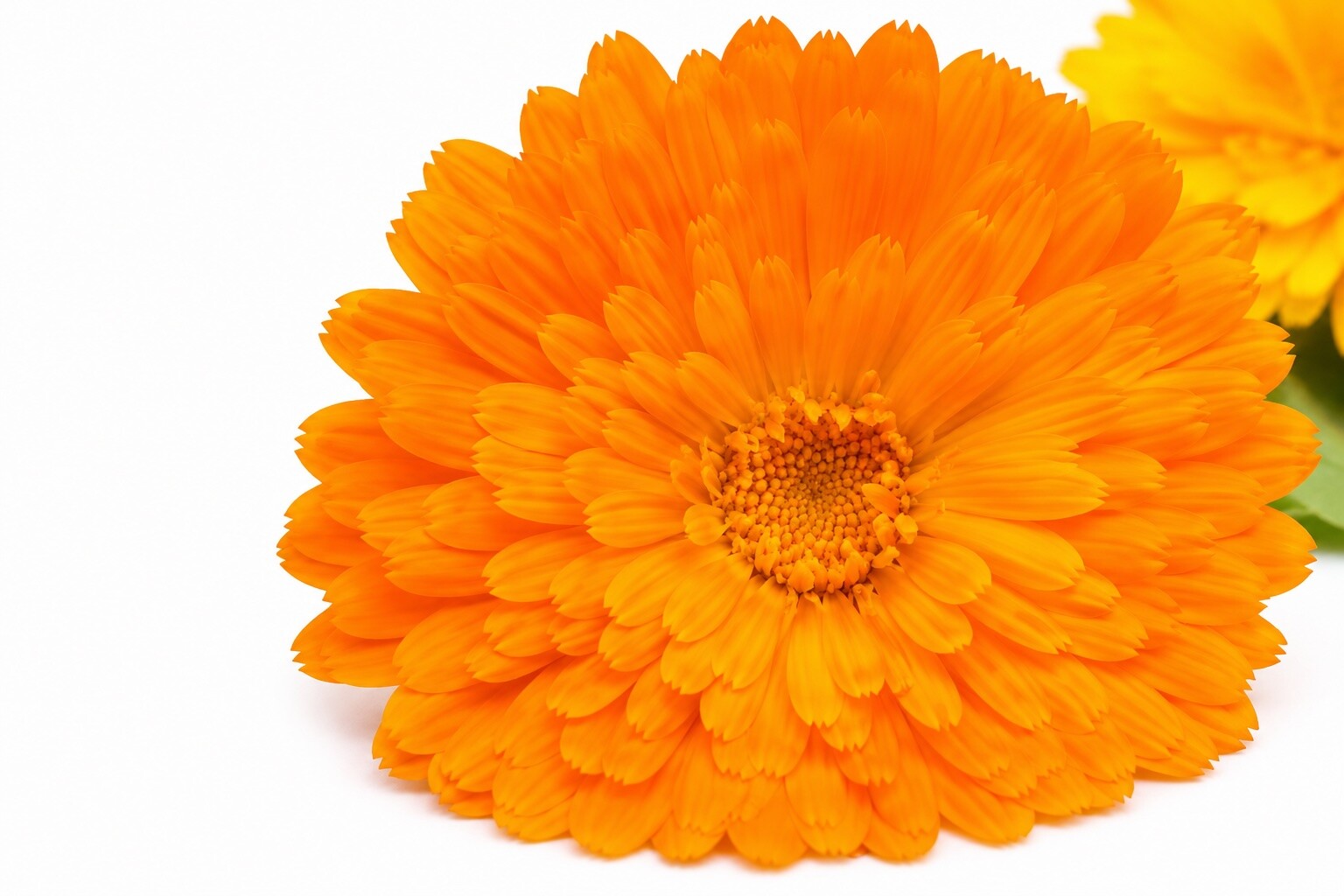 Flower representing natural mineral and electrolyte replenishment from the Mineral Blend injection at Flow Wellness